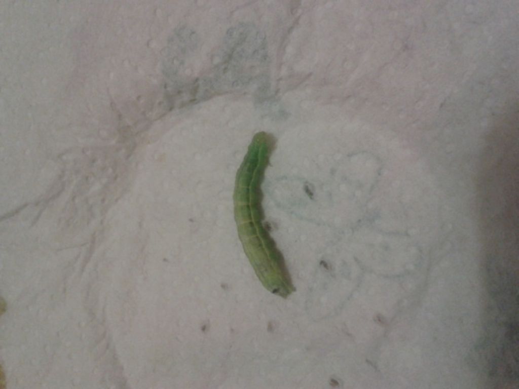 Aiuto urgente con bruco malato